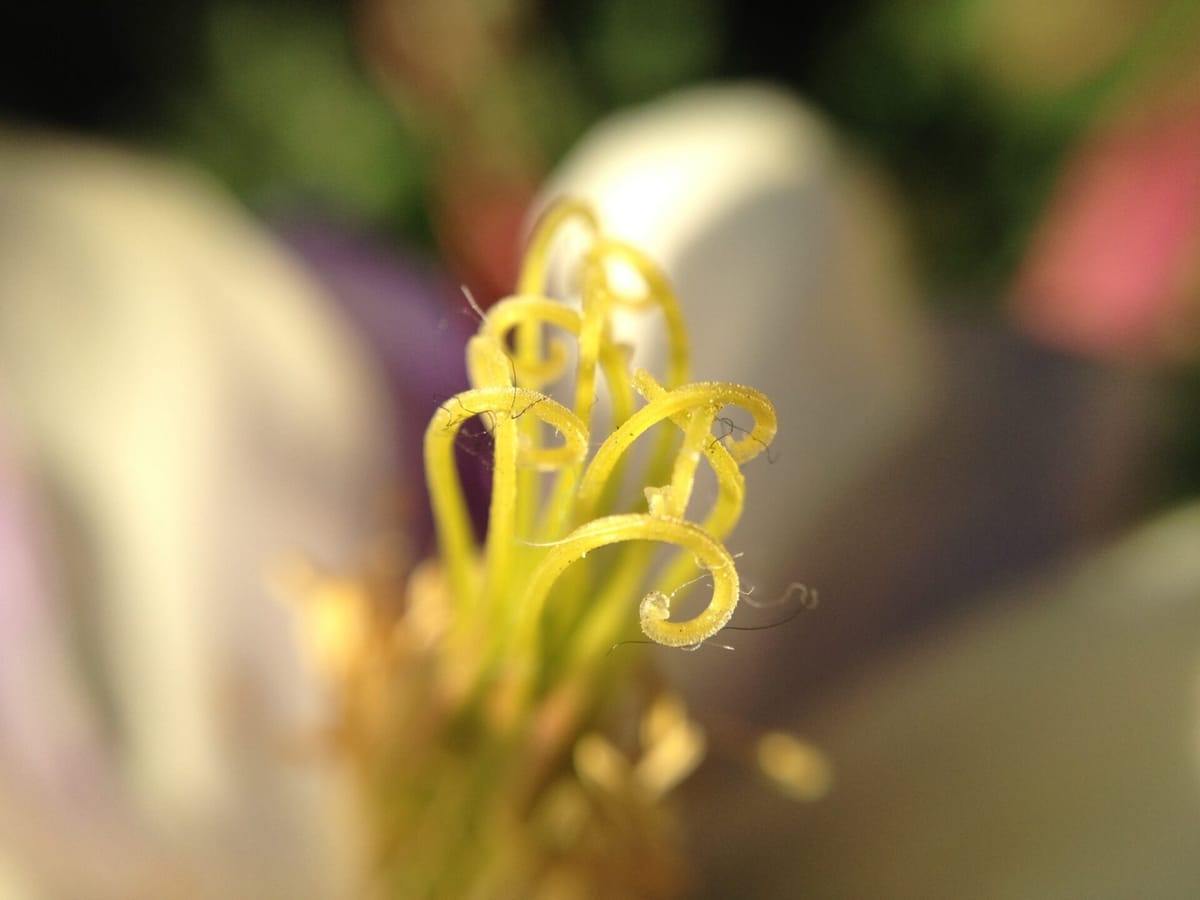 Flower at Disneyland