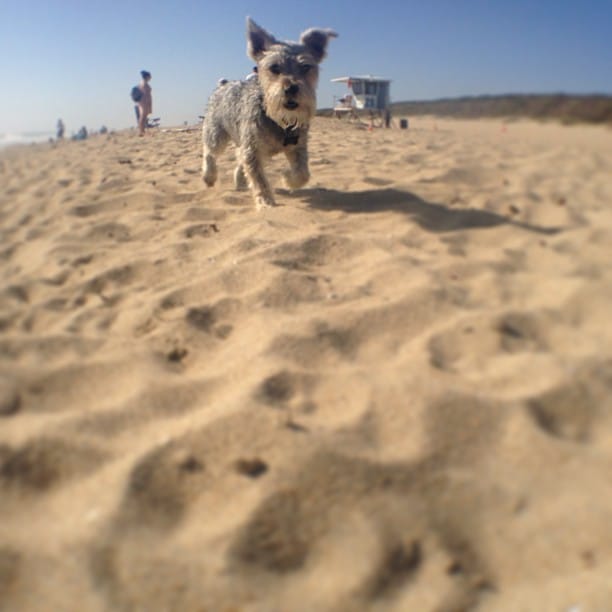 "Watch out, Here I come!!!" My dog running at the beach.