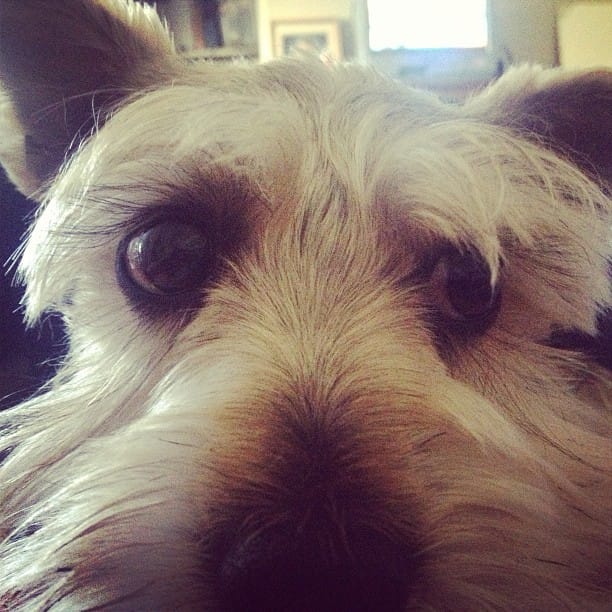 My schnauzer Lincoln hanging out under the covers with me. #dog #schnauzer #doggie