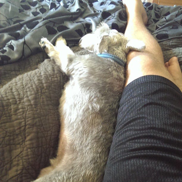 Lincoln likes to lay next to me #schnauzer #sleeping