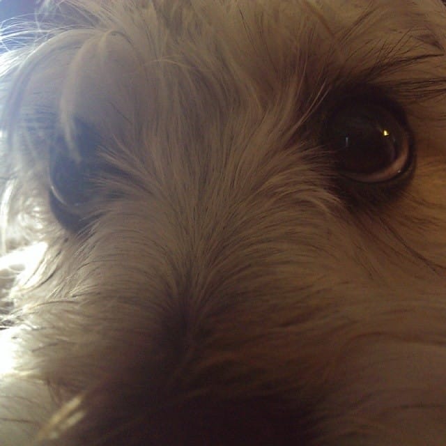 Lincoln #schnauzer