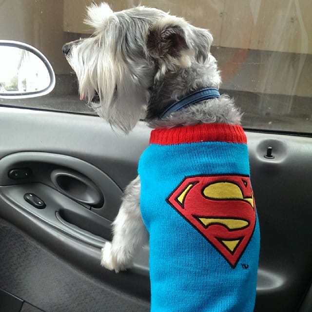 Lincoln in his super dog sweater #schnauzer #dog