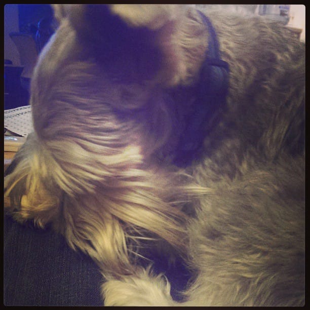 Weird Lincoln. #schnauzer #dog #licks