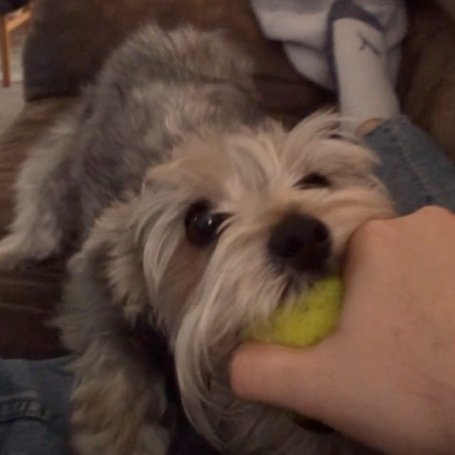 Fight fight fight #schnauzer #dallas #cowboys #somewhatunrelatedhashtags