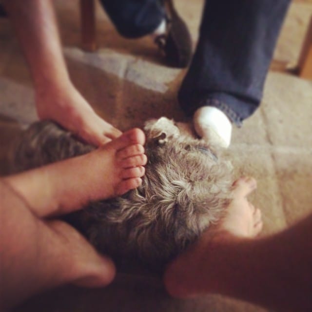 Lincoln the royal foot warmer. #schnauzer