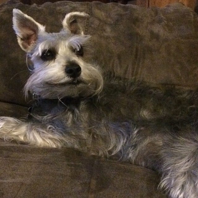 Hahha Lincoln's facial hair when he wakes up cranks me up. #schnauzer #dog