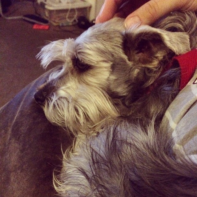 When I come home from work to relax my little schnauzer Lincoln lays on or next to me. #365