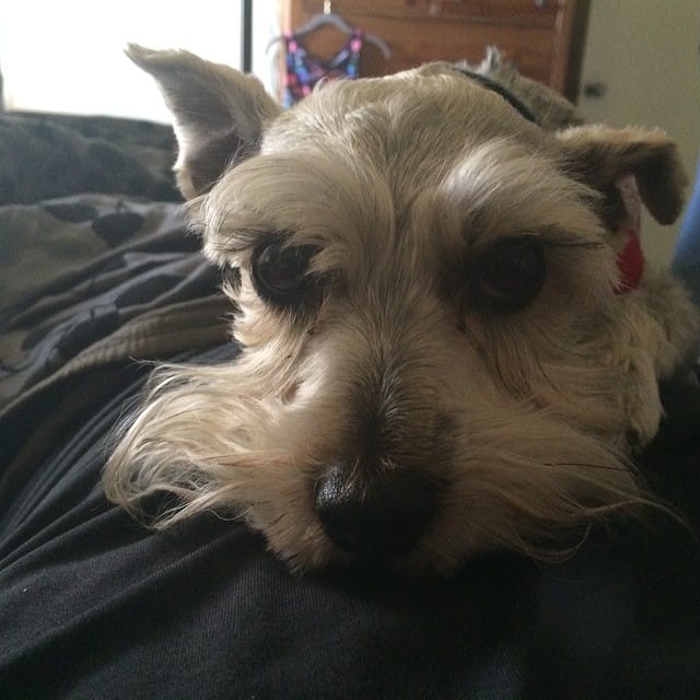 The morning #schnauzer