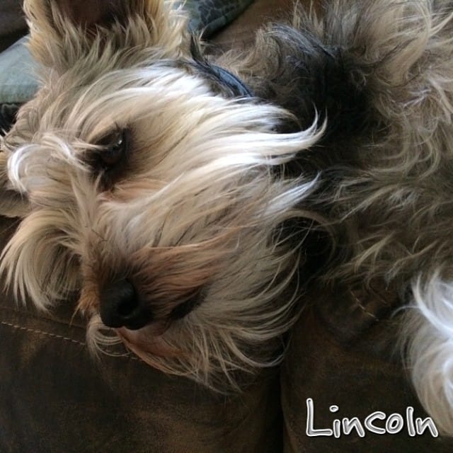 Chillin on the couch with his human. #schnauzer #napping