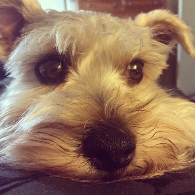 My favorite photo subject, Lincoln our #schnauzer. #dog #doggie #snorkie