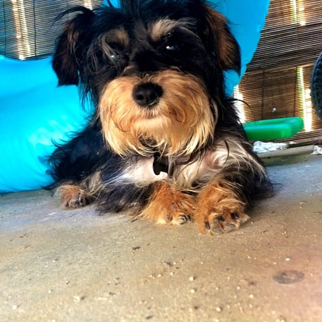 Our new little dog Twinkle is hiding under the BBQ, poor lil thing. #snorkie #schnauzer #yorkie