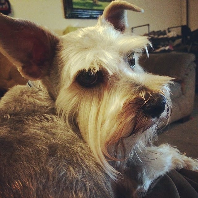 New hair cut, he looks like a lil old man again. #schnauzer #dog