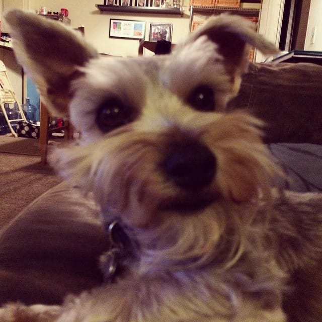 Lincoln's derp face #schnauzer #dog