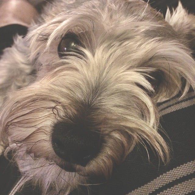 My little Lincoln hanging out watching TV with me. #schnauzer #dog