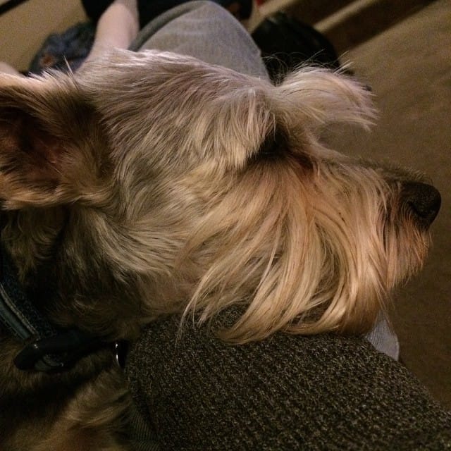 Sweet lil guy. #schnauzer #yorkie #dog #dogsofinstagram