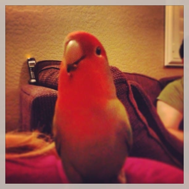 Vesper #bird Post image