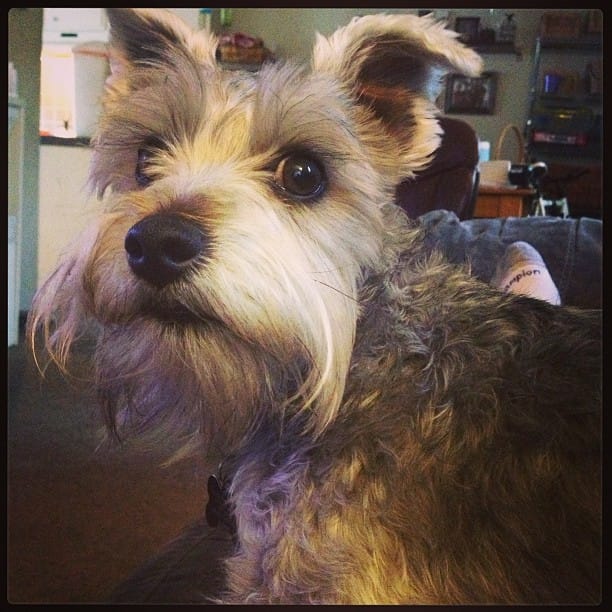 Linkie Dinkie doo Post image