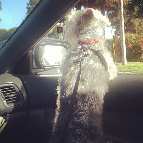 "Wooioooo hooooooo! Wait, what? going to the groomers????!?!" #doglife #dog #schnauzer Post image
