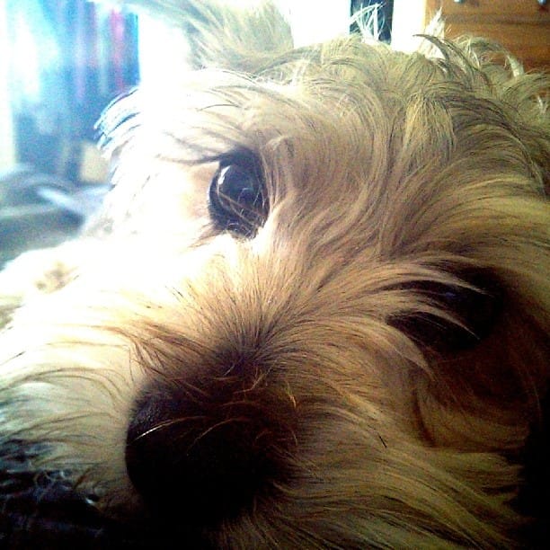 Lincoln greets me this morning 45 mins from now he's getting his #schnauzer hair cut. #dog # cute Post image