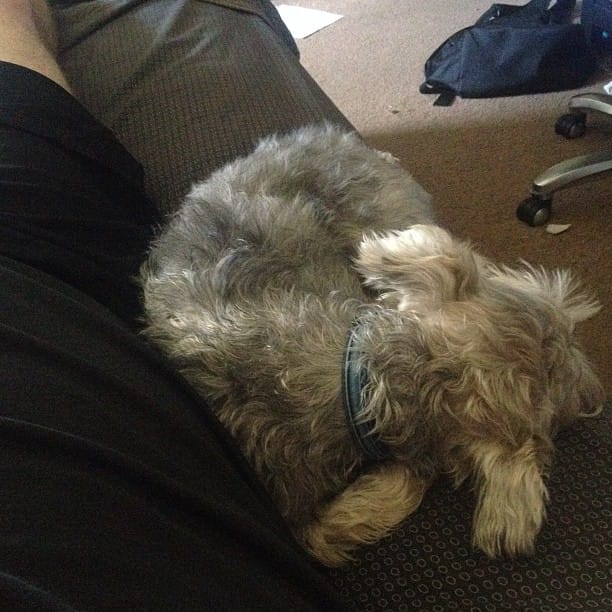 Lil Lincoln crashed out next to me in bed #schnauzer Post image