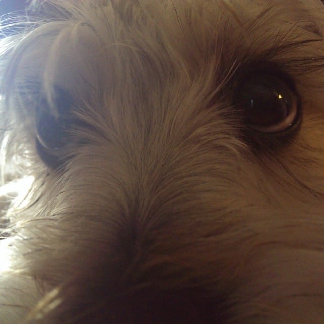 Lincoln #schnauzer Post image