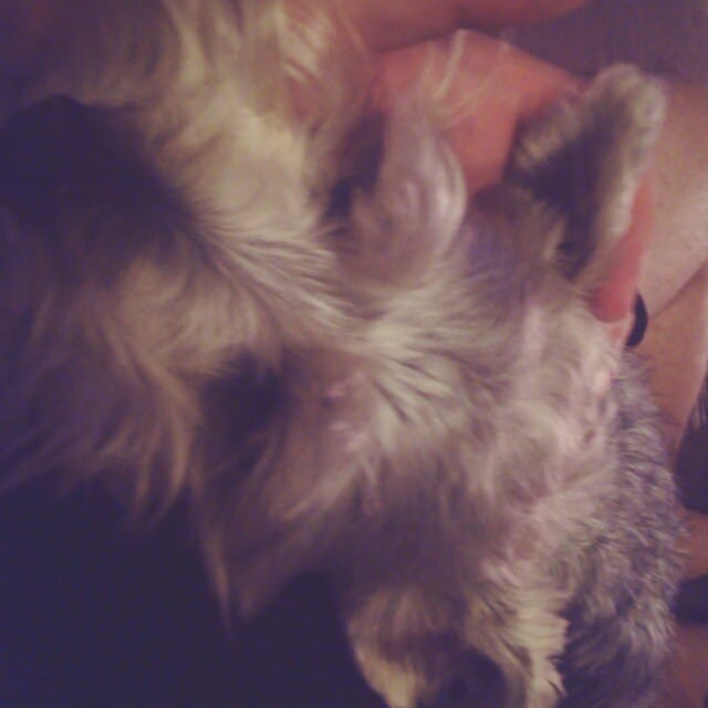 Despite the GTA5 playing in the background my lil #schnauzer has me holding his head in my hands. Post image