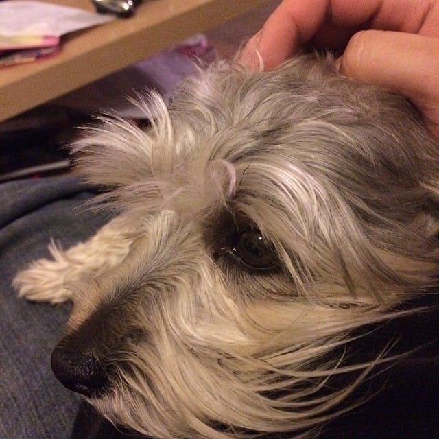 Mr. Lincoln #schnauzer #dog Post image