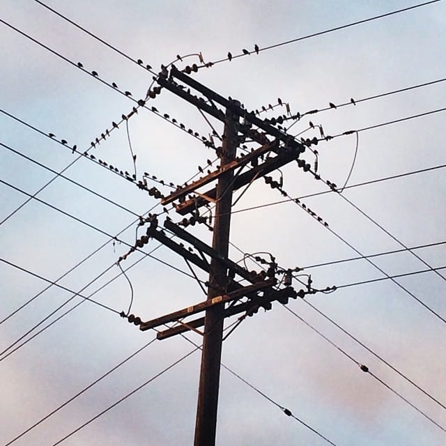 Life on a wire Post image