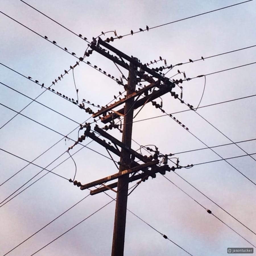 Life on a wire Post image