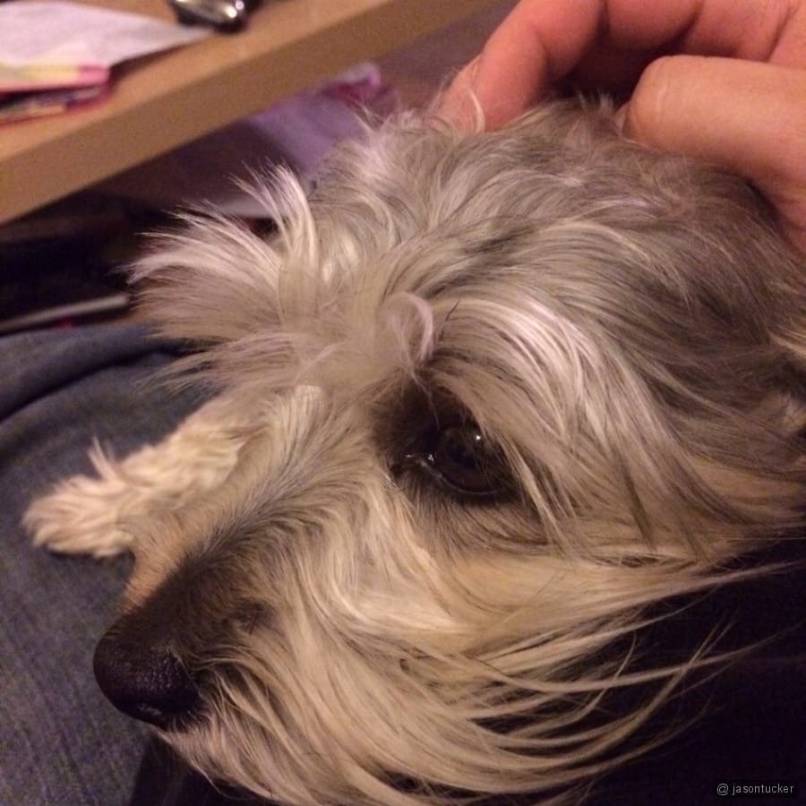 Mr. Lincoln Post image