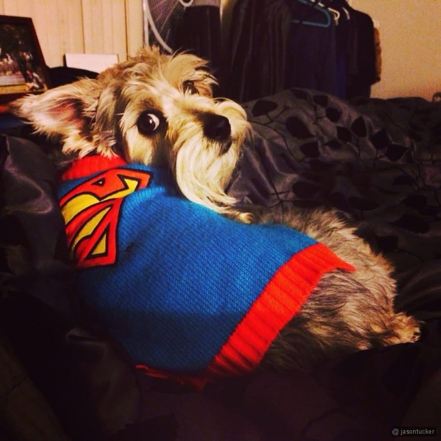 My super dog Lincoln Post image