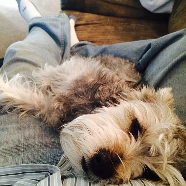 Chillin with my little #schnauzer homie. Both of us are watching #cowboys #football and neither is us know what is going on. Post image