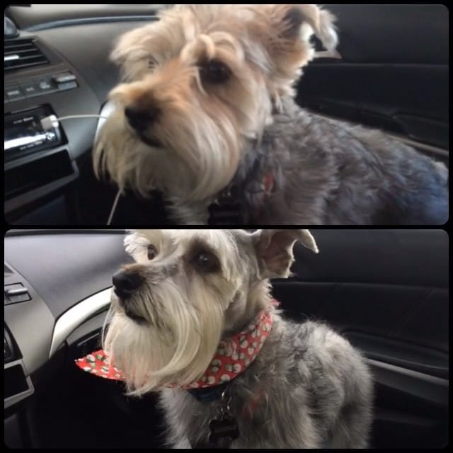 Lincoln got his hair cut Post image