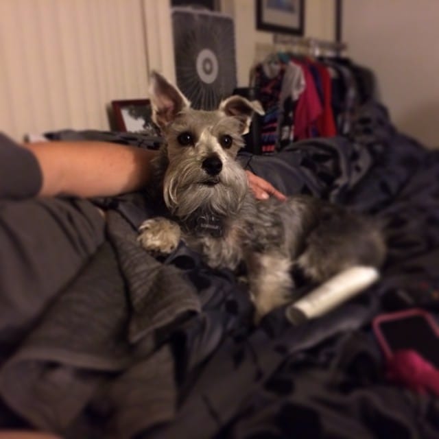Jen's sick and he's been Mr Therapy dog all day. Good lil #schnauzer Lincoln. Post image