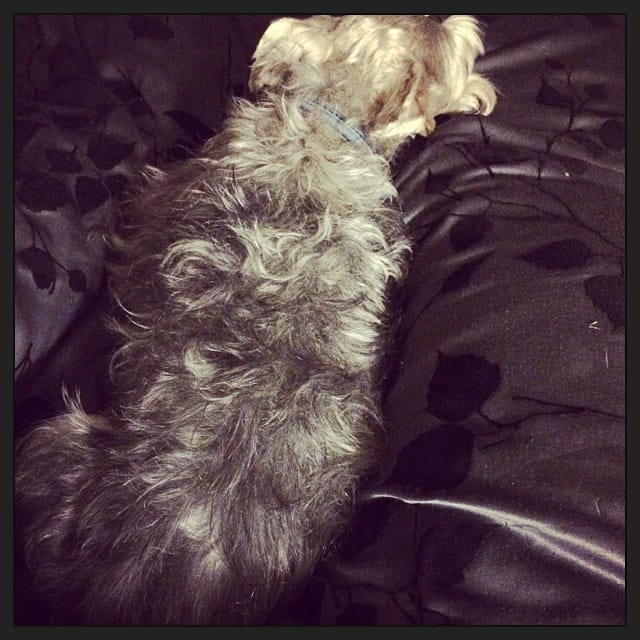 Little lounging Lincoln likes legs #schnauzer Post image