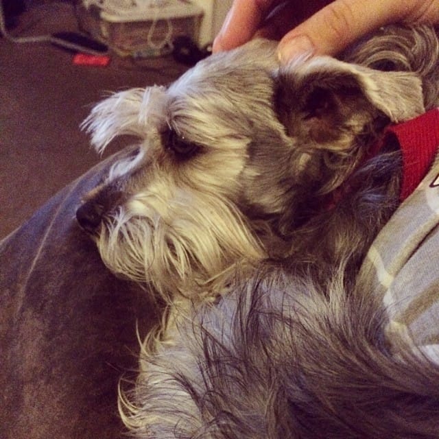 When I come home from work to relax my little schnauzer Lincoln lays on or next to me. #365 Post image