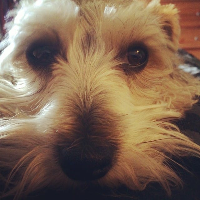 This little guy must think I'm "salty", he keeps licking me. #365 Post image