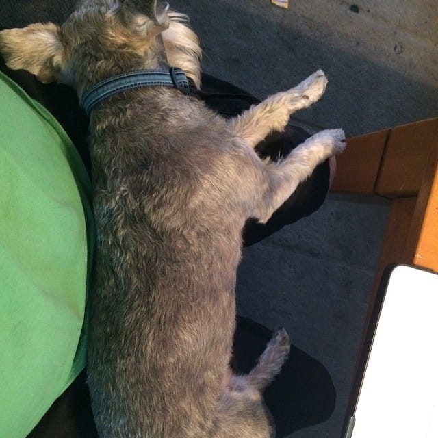 This little guy use to be soooo "tiny" he's still small but he use to be the size of my lap. #365 Post image