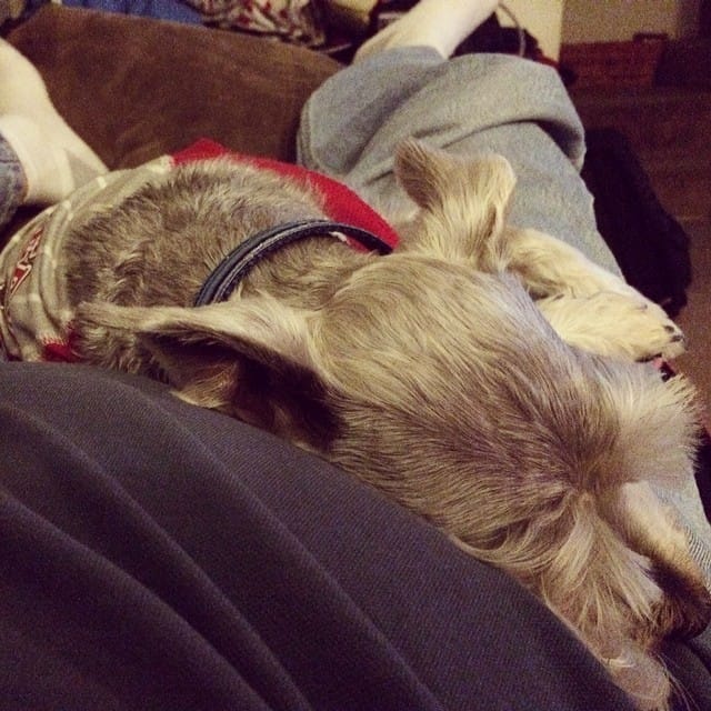 Sleeping on me, that's all this lil #schnauzer loves to do. Post image