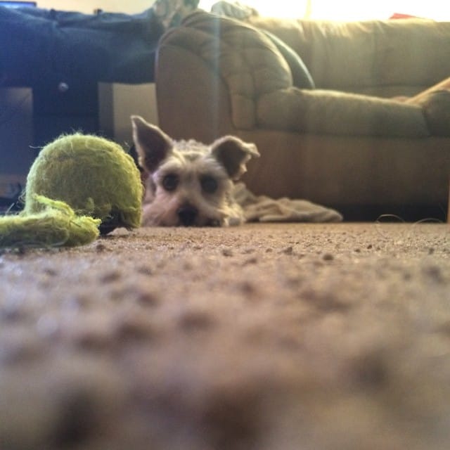 The ball isn't "far away" but it's close enough that he can grab it. #365 Post image