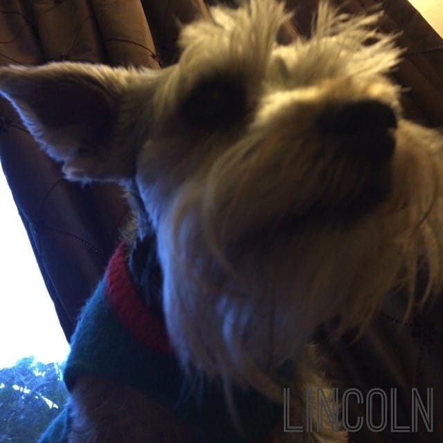 Lil dog Lincoln the #schnauzer protector of the free world #superdog Post image