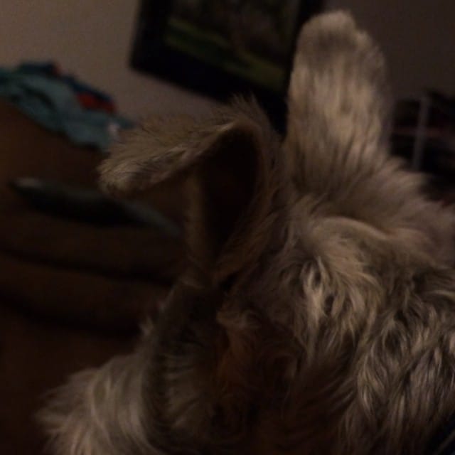 Lincoln my #schnauzer #dog Post image