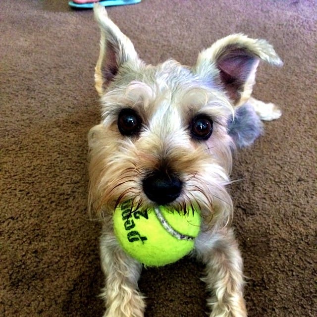 Lincoln our #schnauzer #dog Post image