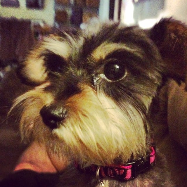 My cute lil #snorkie #dog Twinkle Post image
