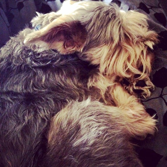 Good morning Lincoln, Happy Birthday little guy! #lincoln #snorkie #schnauzer #birthday #dog Post image