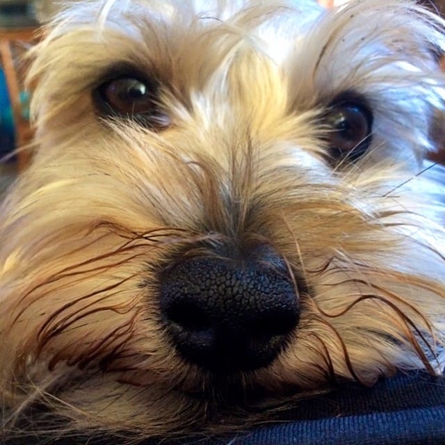 Happy Birthday Mr Lincoln. #birthday #dog #schnauzer Post image