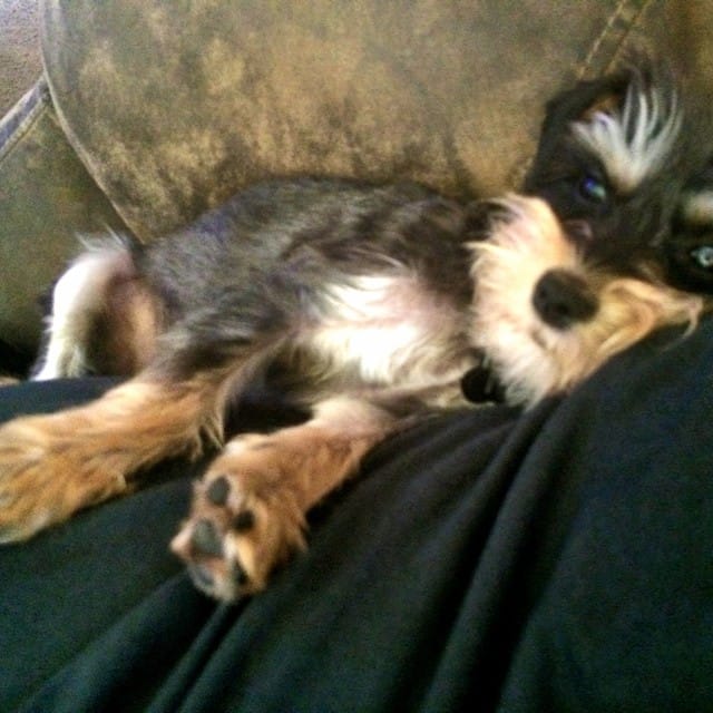 Twinkle #dog #snorkie Post image