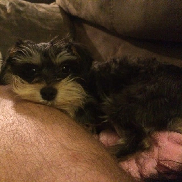 Relaxing on my leg Post image