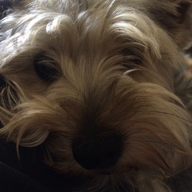 Getting this lil guy a hair cut this morning #schnauzer #dog Post image