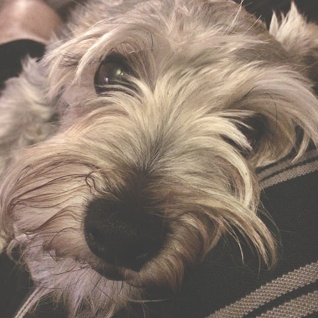 My little Lincoln hanging out watching TV with me. #schnauzer #dog Post image